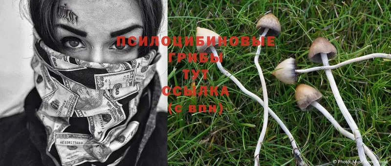 Псилоцибиновые грибы Psilocybine cubensis  Биробиджан 